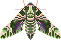 moth pixel art